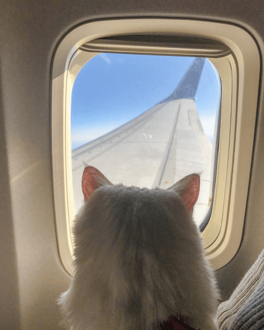 cat travelling on plane