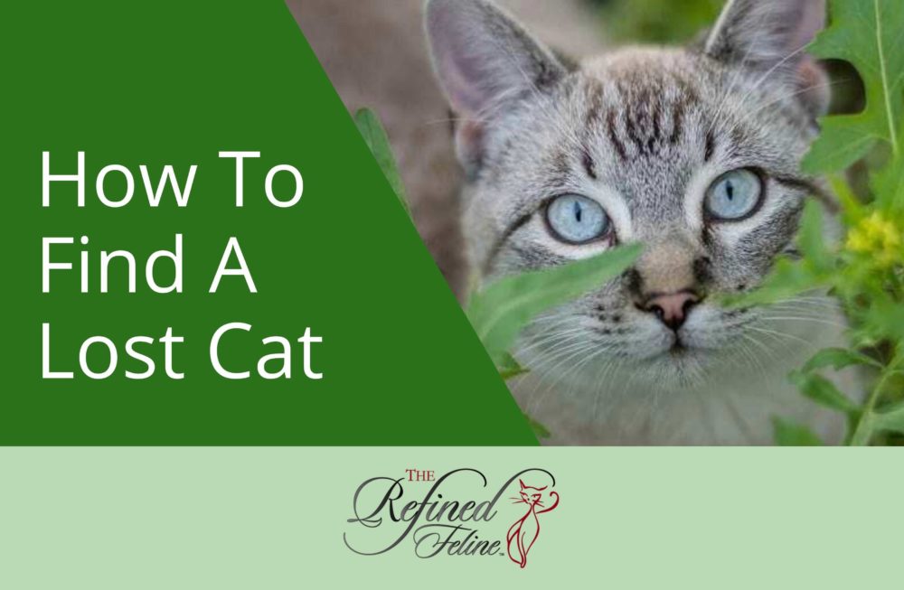 how-to-find-a-lost-cat-tips-tricks-the-refined-feline