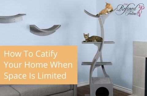 How to Catify Your Home When Space is Limited - The Refined Feline