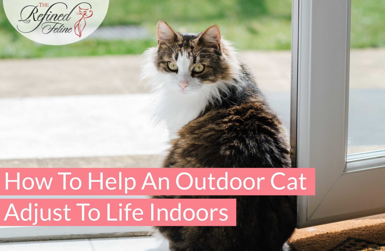 How To Help An Outdoor Cat Adjust to Life Indoors - The Refined Feline