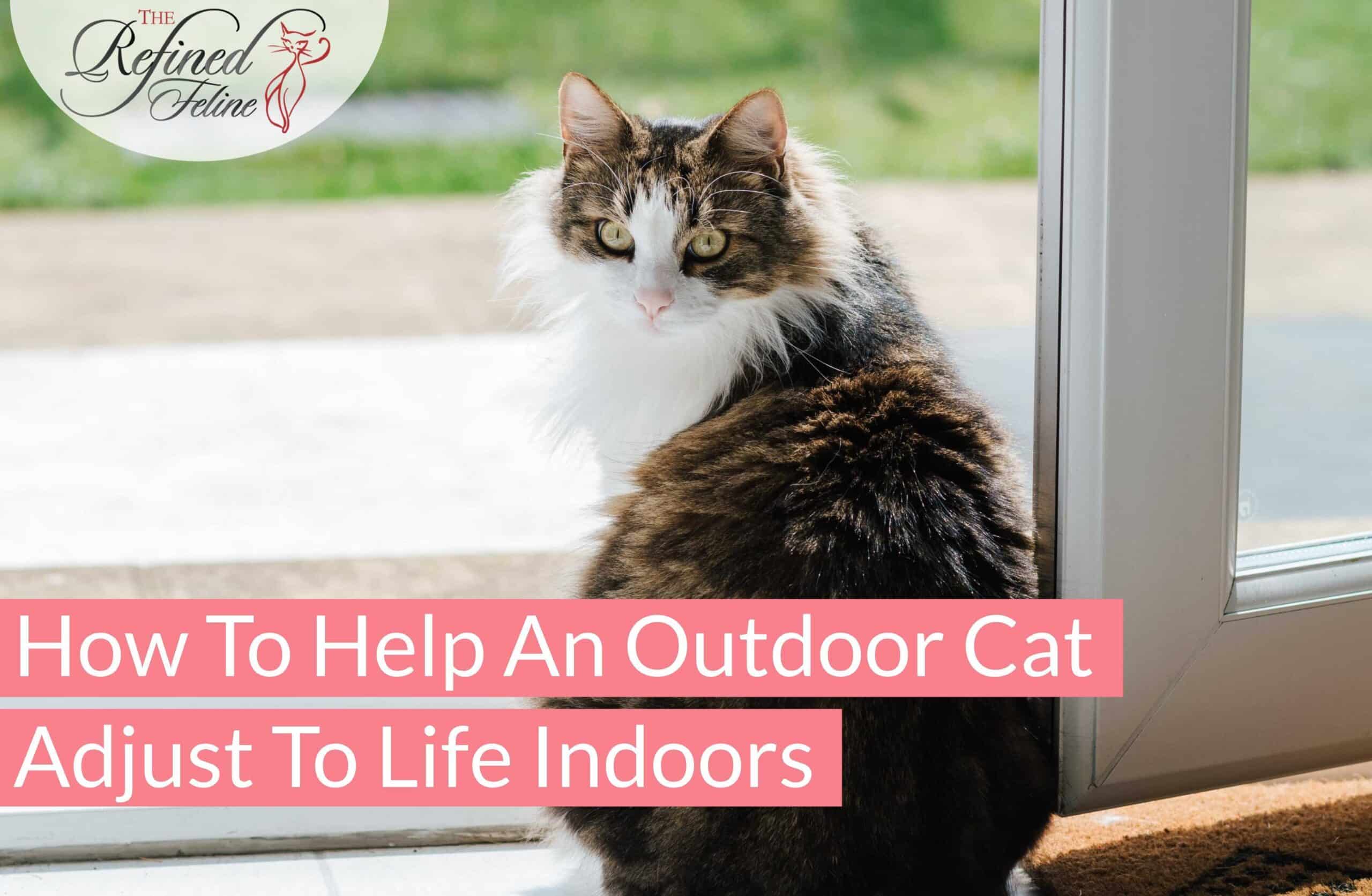 Transitioning a cat outlet from outdoor to indoor