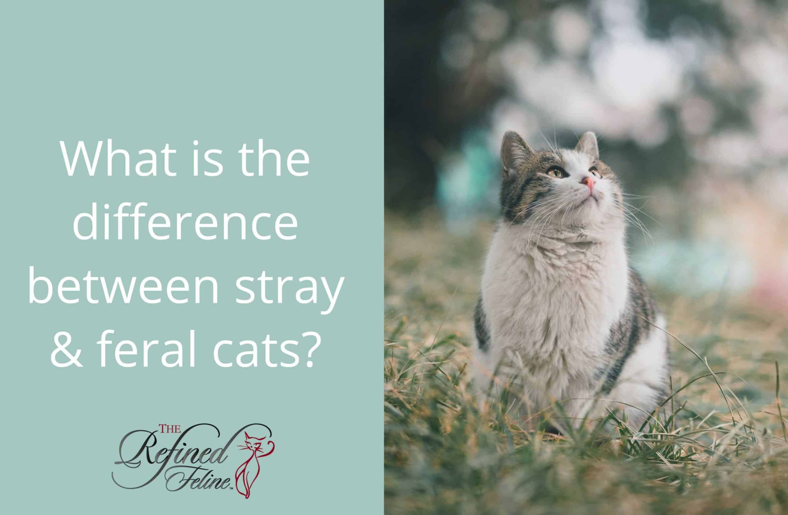 Help Stray Or Feral Cats