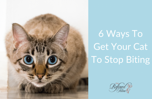 6 Ways To Get Your Cat To Stop Biting - The Refined Feline