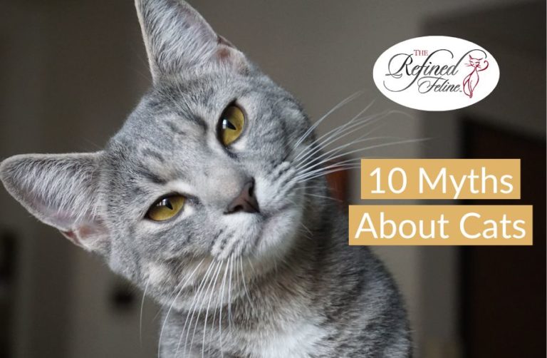 10 Myths About Cats - The Refined Feline