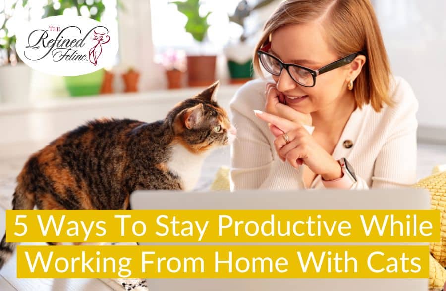 https://www.therefinedfeline.com/wp-content/uploads/2022/10/stay-productive-while-working-from-home-with-cats2.jpg