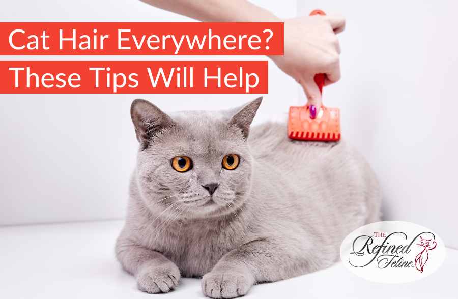 Cat Hair Everywhere? These Tips Will Help! - The Refined Feline
