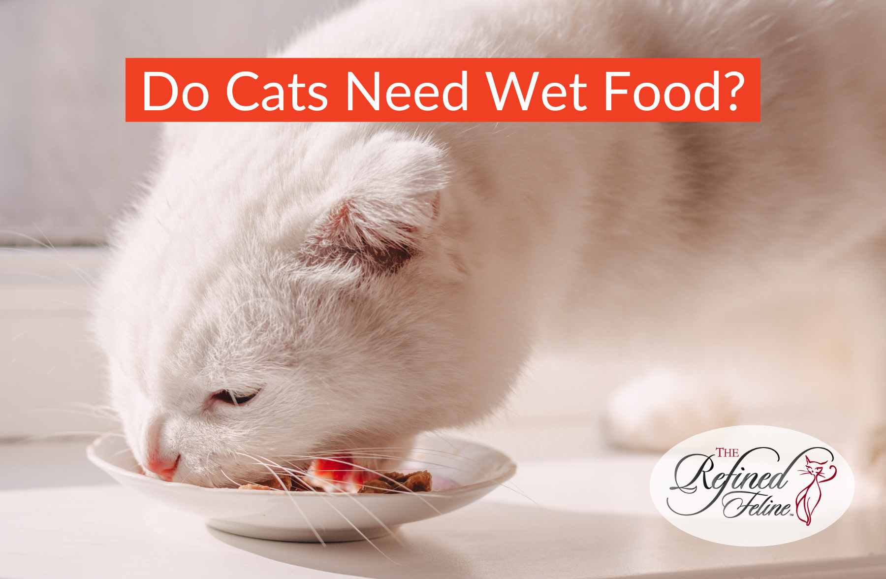 Do Cats Need Wet Food? - The Refined Feline