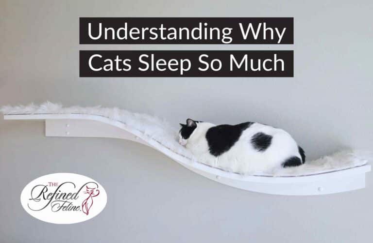 Understanding Why Cats Sleep So Much - The Refined Feline