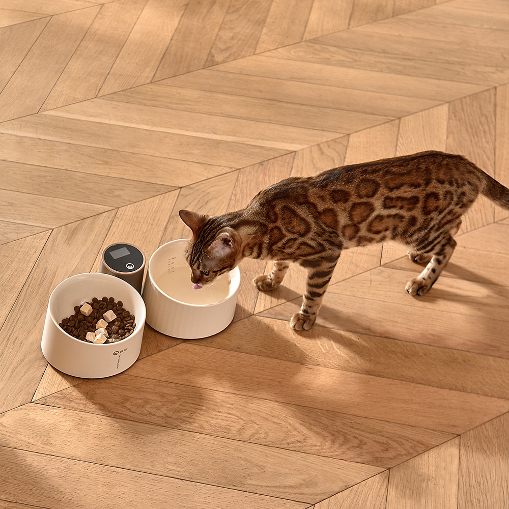 cat food and water bowl with scale