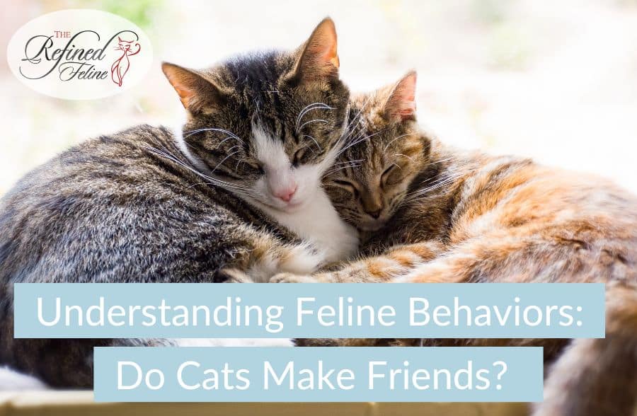 Understanding Feline Behaviors Do Cats Make Friends