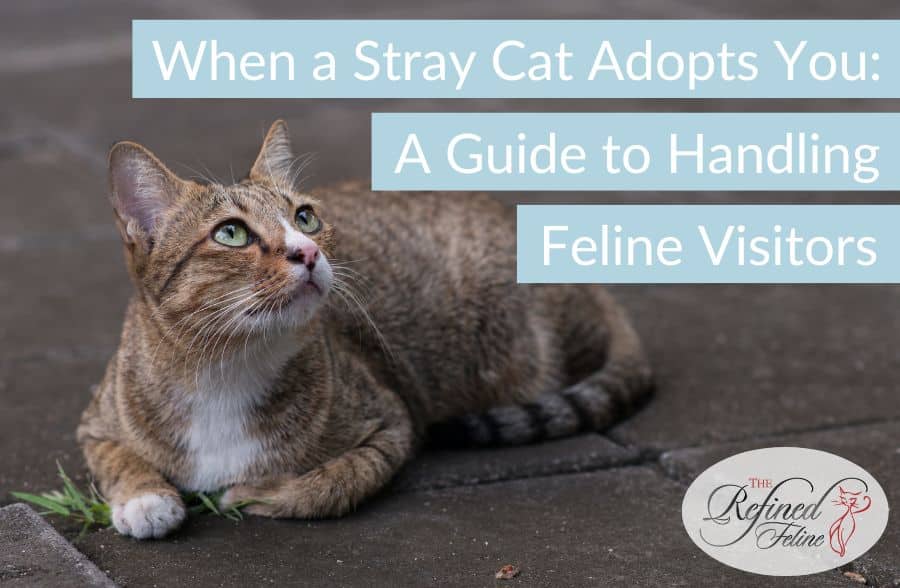 When a Stray Cat Adopts You A Guide to Handling Feline Visitors