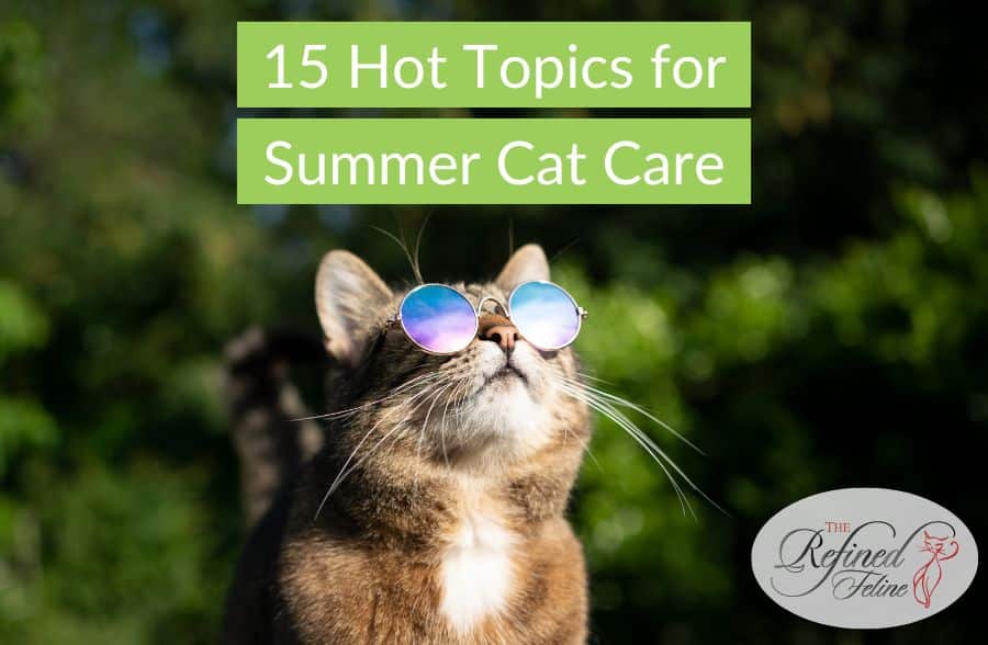 15 Hot Topics for Summer Cat Care