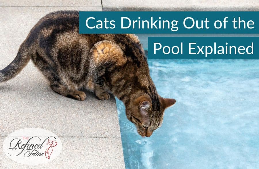 Cats Drinking Out of the Pool Explained
