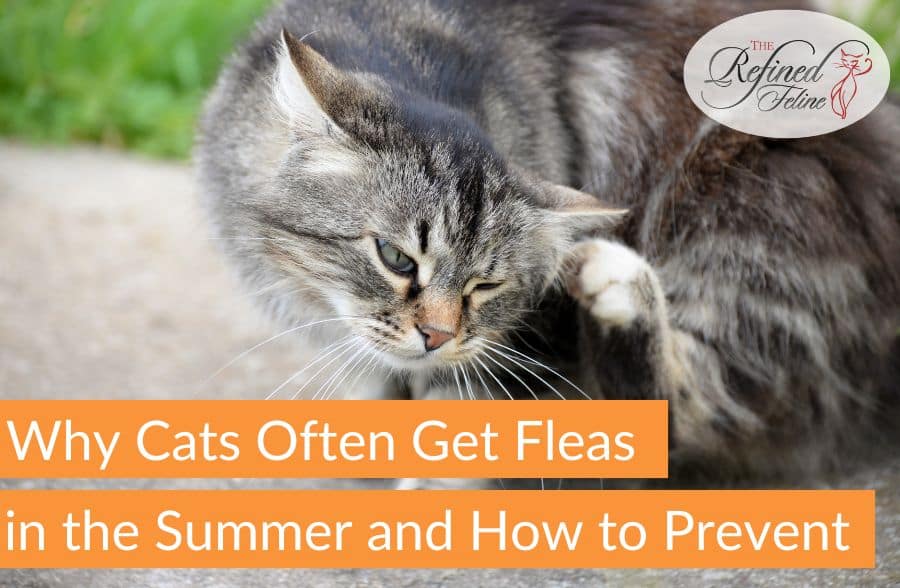 Why Cats Often Get Fleas in the Summer and How to Prevent