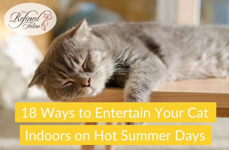 18 Ways to Entertain Your Cat Indoor on Hot Summer Days