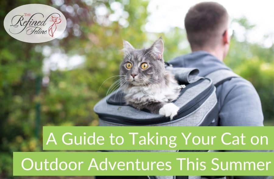 A Guide to Taking Your Cat on Outdoor Adventures This Summer