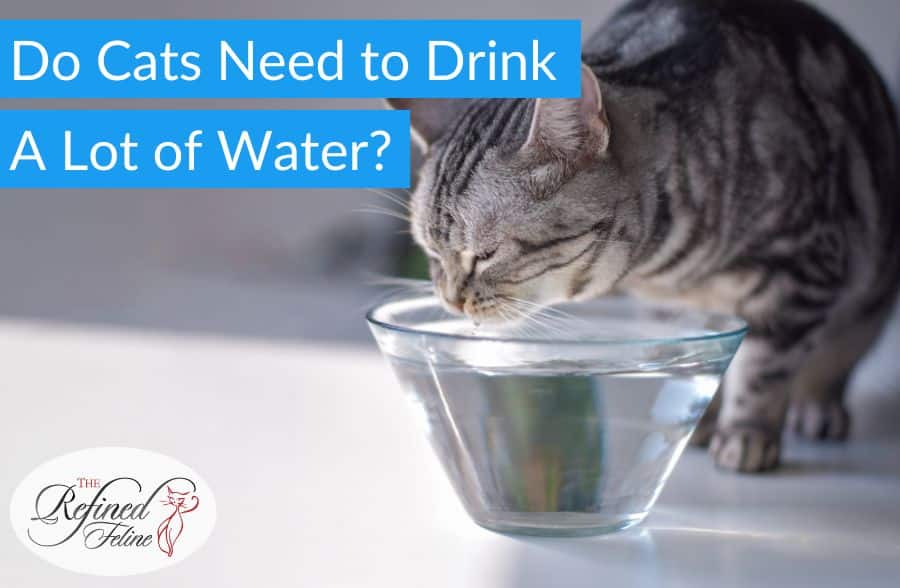 Do Cats Need to Drink A Lot of Water