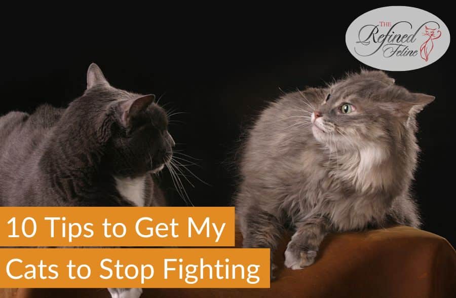 10 Tips to Get My Cats to Stop Fighting