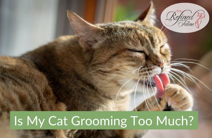 Is My Cat Grooming Too Much