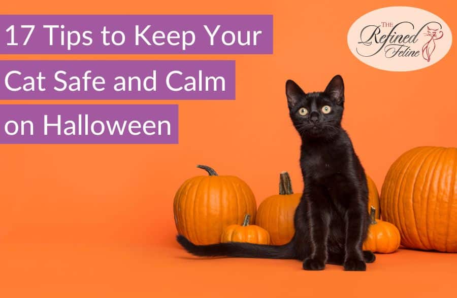 17 Tips to Keep Your Cat Safe and Calm on Halloween