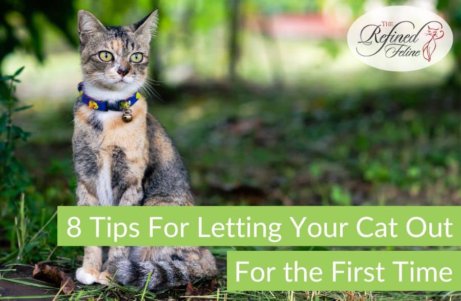 8 Tips For Letting Your Cat Out For The First Time