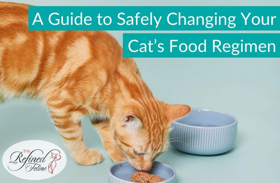 A Guide to Safely Changing Your Cat's Food Regimen