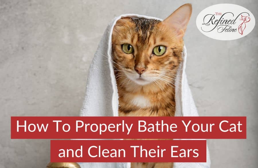 How to Properly Bathe Your Cat and Clean Their Ears