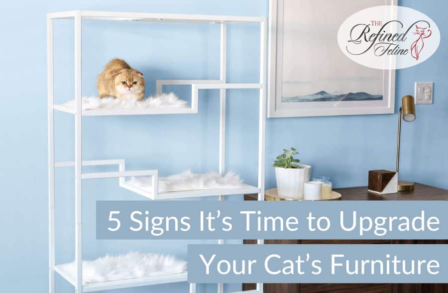 5 Signs It's Time to Upgrade Your Cat's Furniture