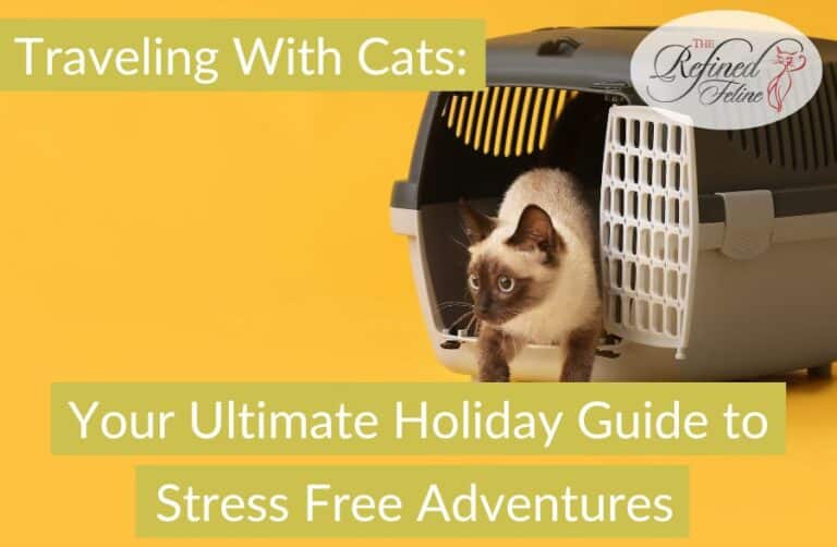 Ultimate Holiday Guide For Cat Travel