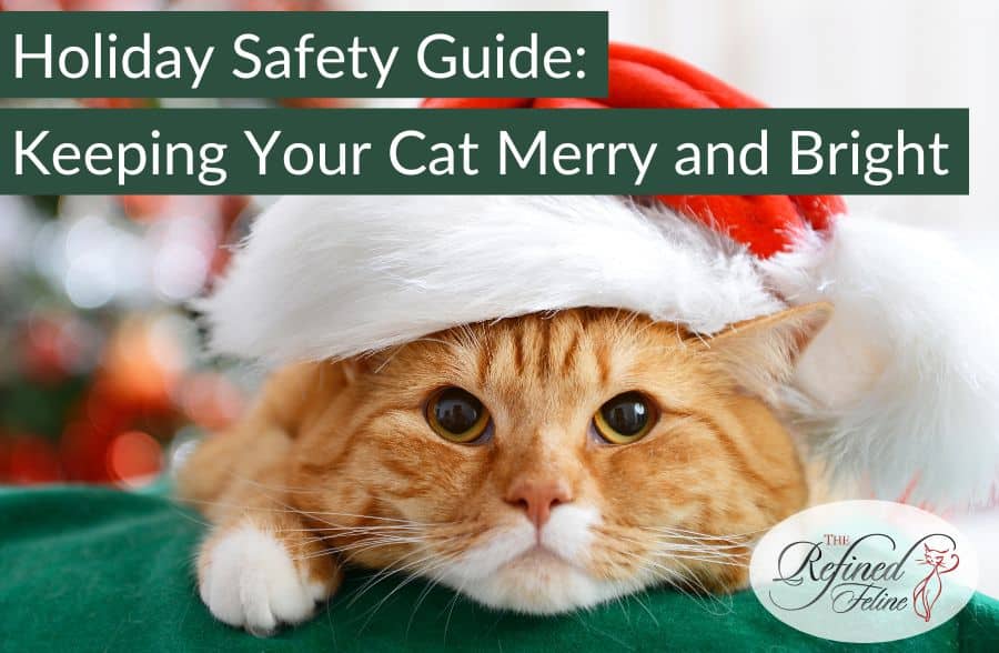 Holiday Safety Guide Keeping Your Cat Merry and Bright