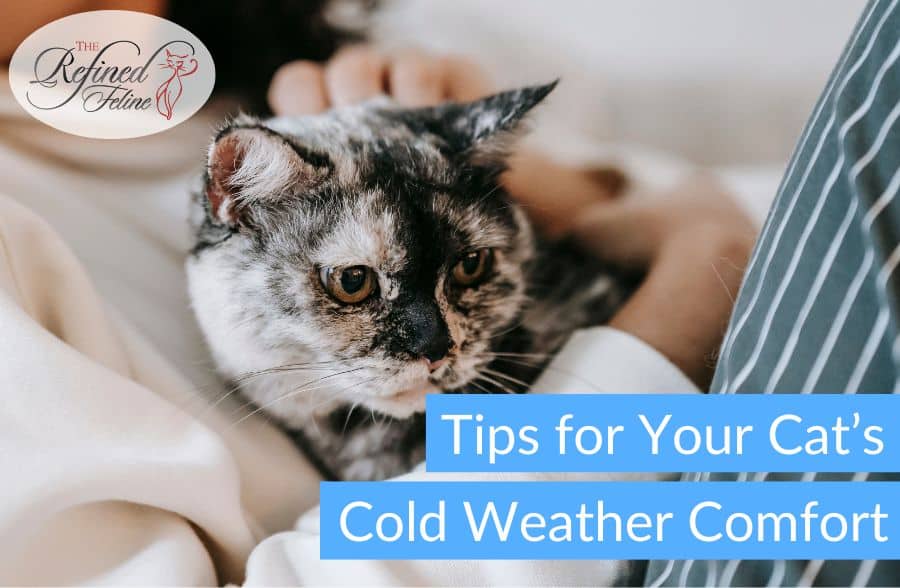 Tips for Your Cat's Cold Weather Comfort